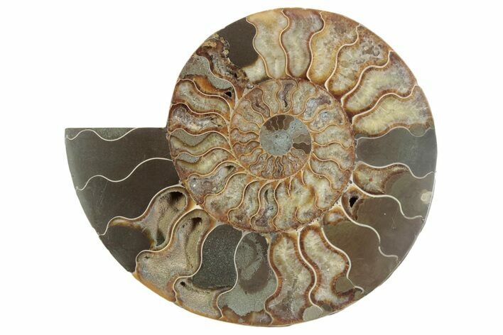 Cut & Polished Ammonite Fossil (Half) - Madagascar #371450